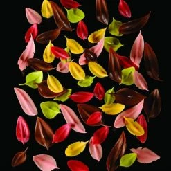 Alternative view of Couteau Inox Feuille 4,2 X 2,2 Cm Flychoc Pavoni